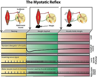 Positive Health Online | Article - Reflex Reactions - Our Body's Rapid ...